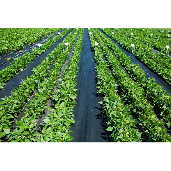 Agrowłóknina ściółkująca P50g/m2 4.80x50 Czarna