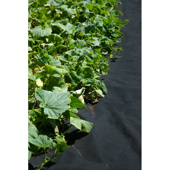 Agrowłóknina ściółkująca P50g/m2 6.35x25 Czarna