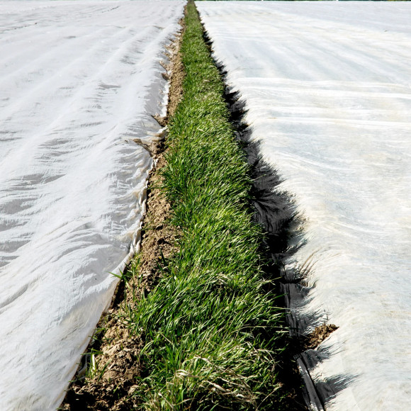 Agrowłóknina okrywowa 4.80 x 25 50g/m2