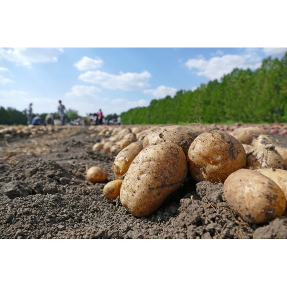 Agrowłóknina na kopce ziemniaków 9.60 x 25 50g/m2