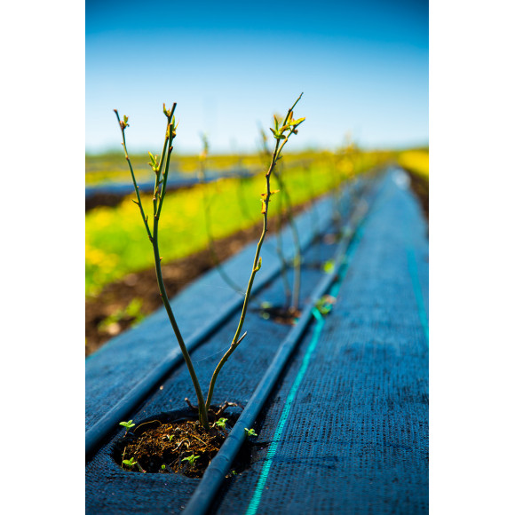 Agrotkanina ściółkująca P70g Czarna 1.10x100