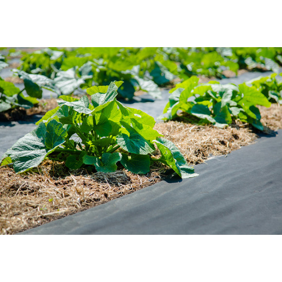 Agrowłóknina ściółkująca P50g/m2 12.65x50 Czarna