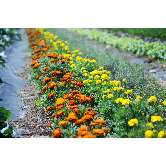 Agrowłóknina ściółkująca P50g/m2 3.20x100 Czarna