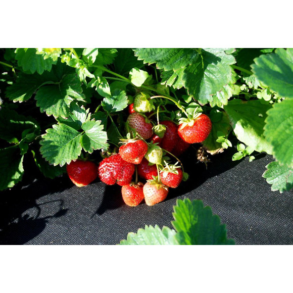 Agrowłóknina ściółkująca P50g/m2 4.80x25 Czarna